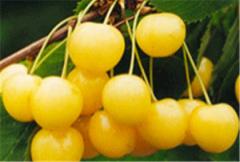 Drogan's sweet cherry yellow